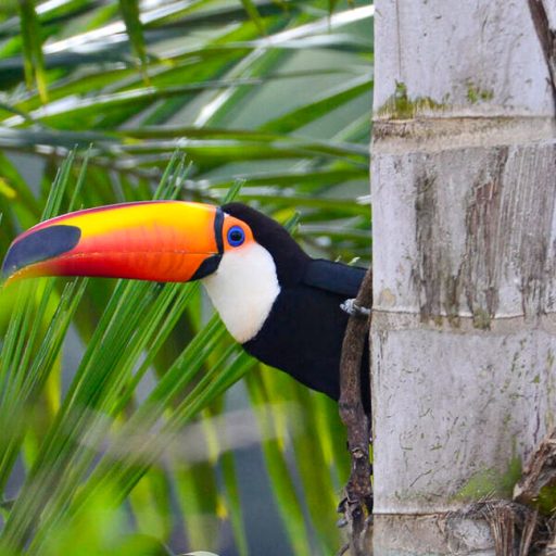 Tucanuçu, Toco Toucan, Ramphastos toco, Brazil